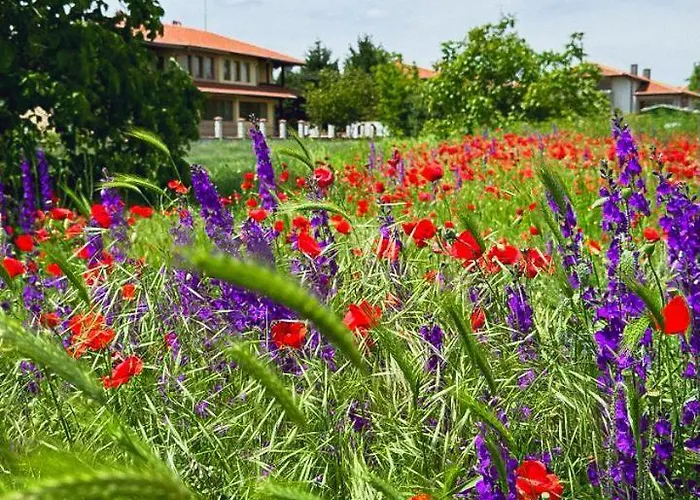 Lavender Daire Tsarichino